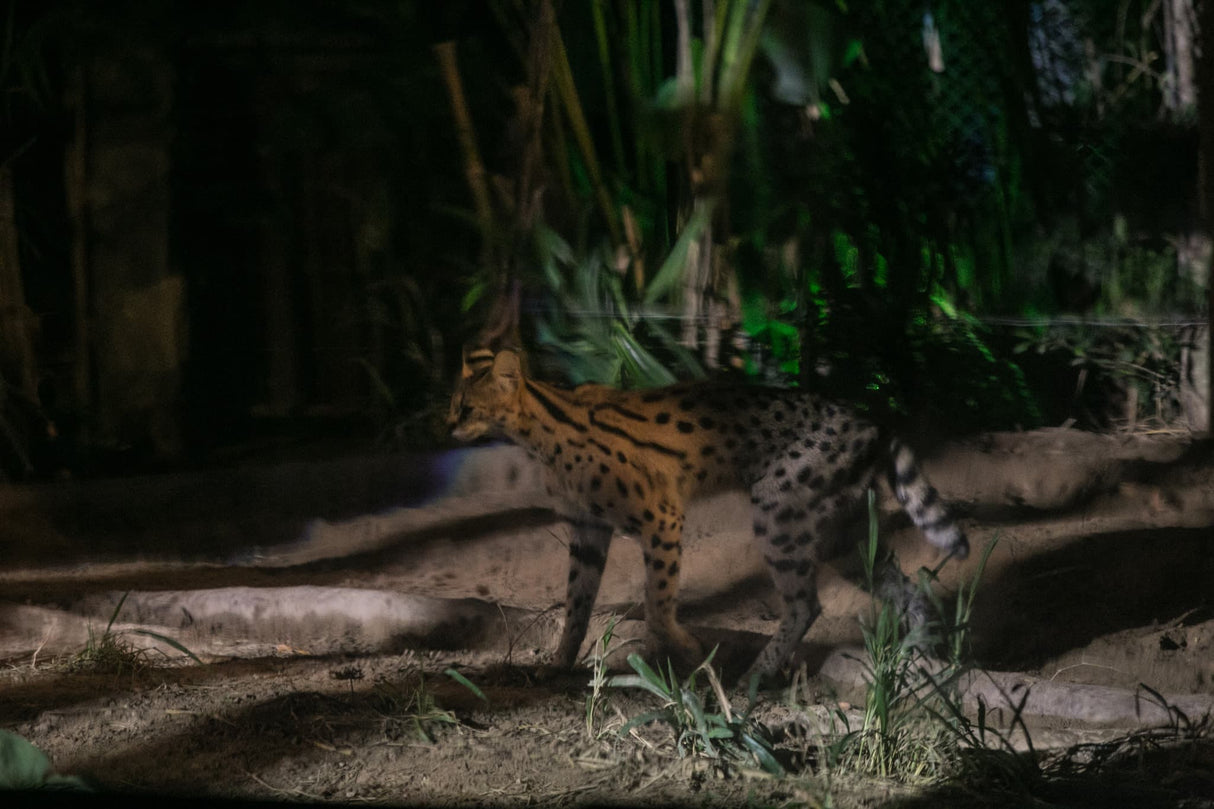 Chiang Mai Night Safari