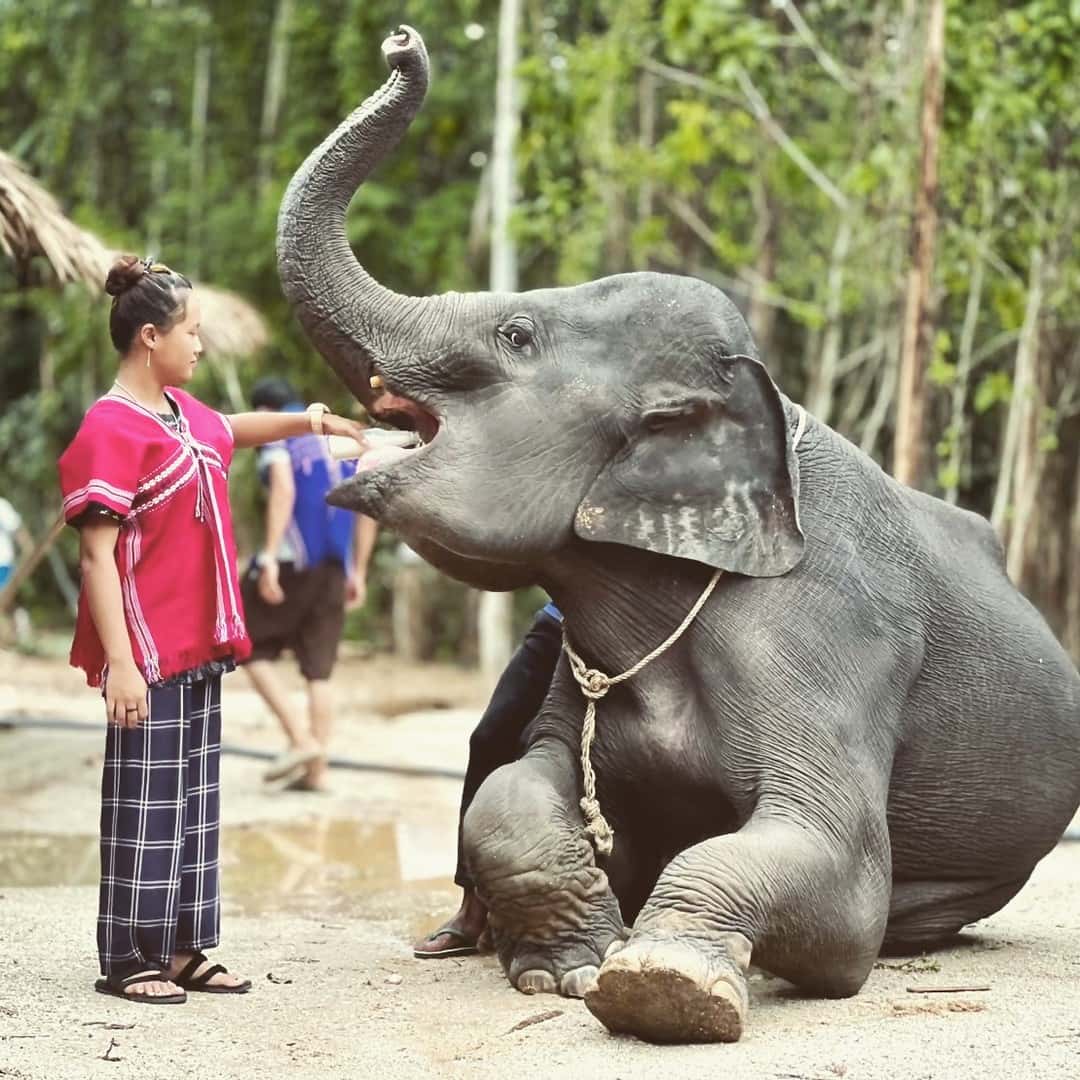 Kerchor Elephant Family Phuket