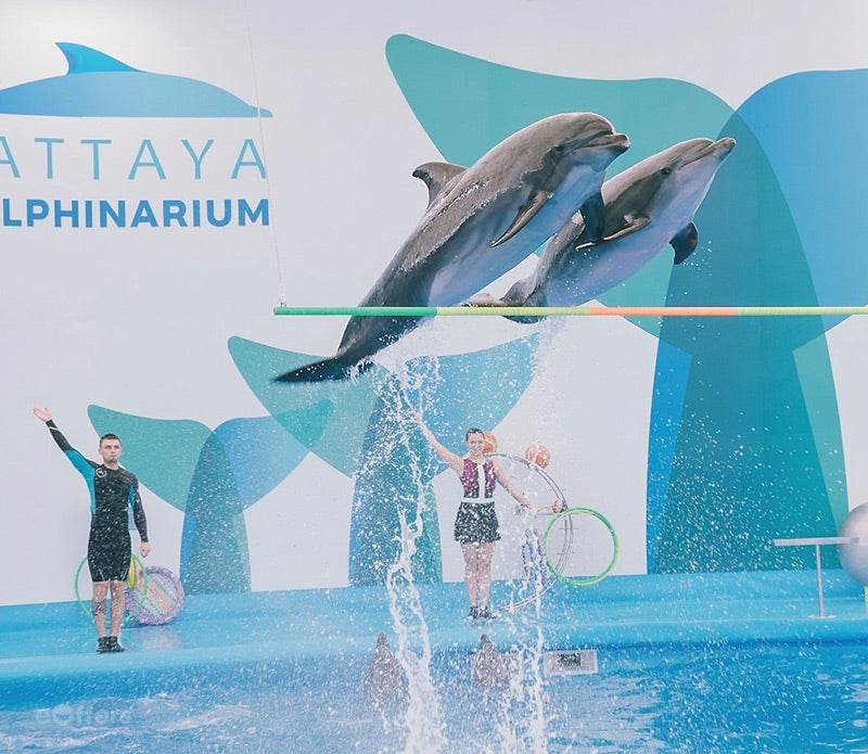 Pattaya Dolphinarium