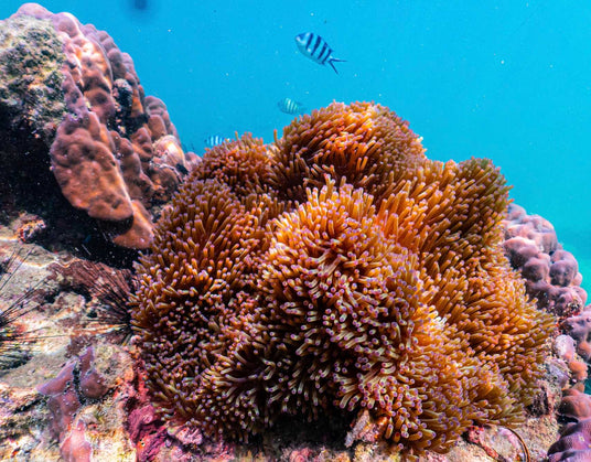 Pattaya Jetski Tour-Diverse Marine Life