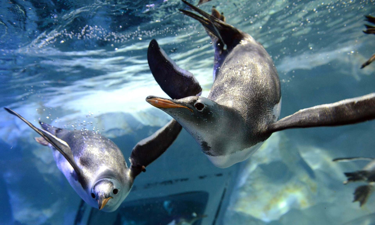 Sea Life Bangkok Ocean World