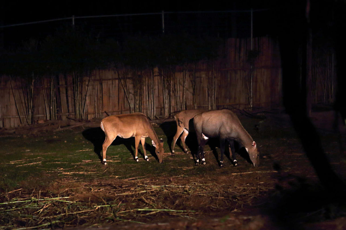 Chiang Mai Night Safari