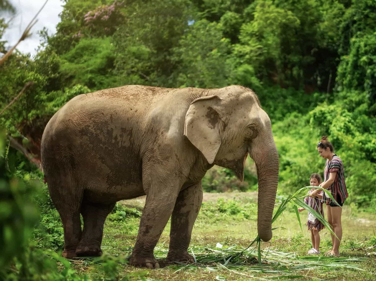 Elephant Jungle Sanctuary in ChiangMai
