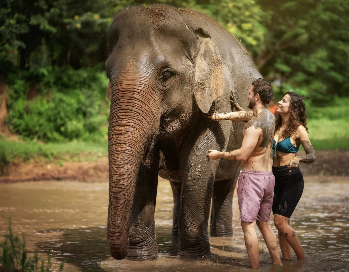 Elephant Jungle Sanctuary in ChiangMai