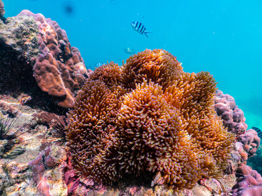 Pattaya Jetski Tour-Diverse Marine Life