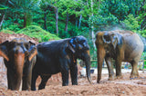 Phuket Elephant Sanctuary Booking : Patong Elephant Hug
